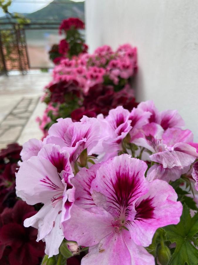 Apartments Vucinovic Tivat Kültér fotó
