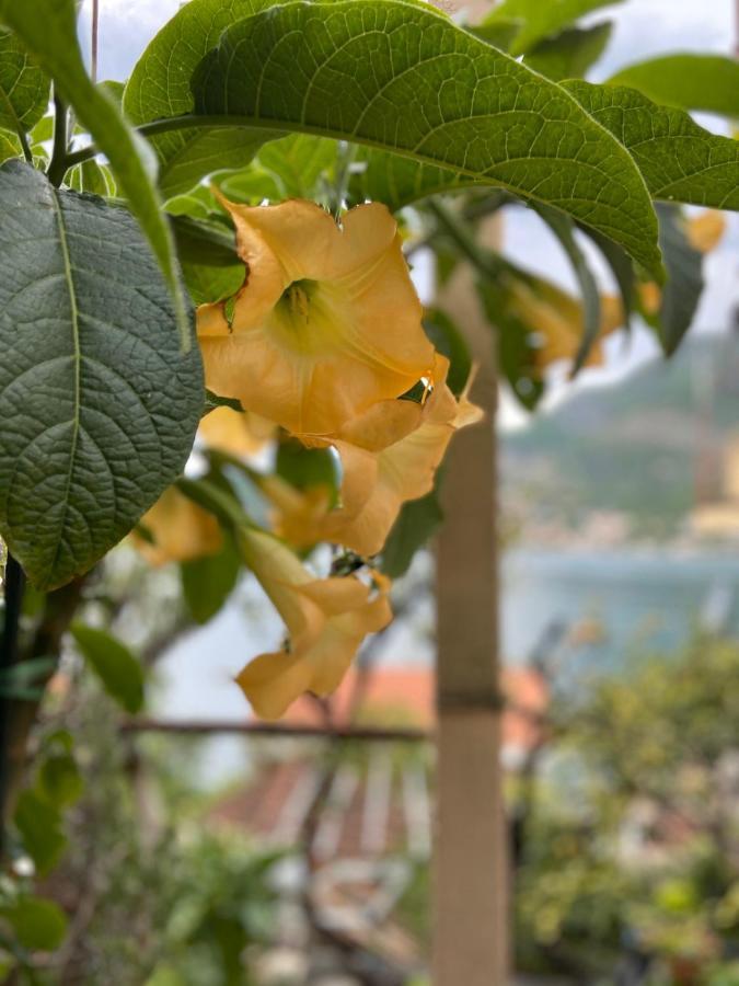 Apartments Vucinovic Tivat Kültér fotó